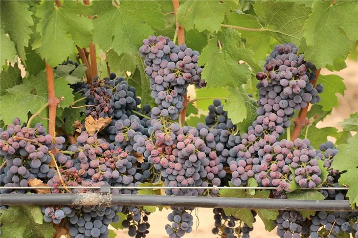 Земля Баден-Вюртемберг славится своими виноградниками
