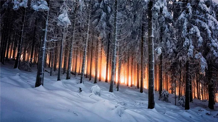 Черный лес, Германия