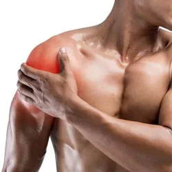 Плечевые мышцы