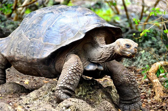 Черепаха-слон или черепаха Галапагос.