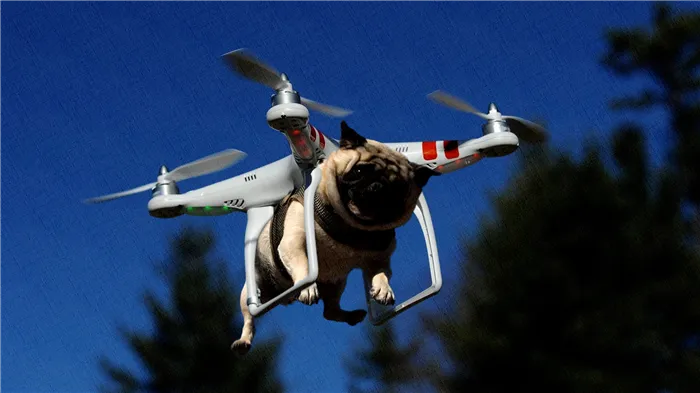 Летающие собаки на самом деле являются летающими квадрокоптерами