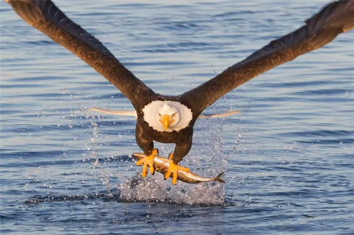 Белоголовый орел летит низко над водой с рыбой в когтях.