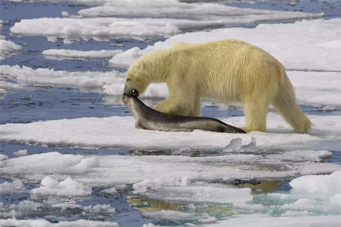 Белый медведь тащит тюленя на ледяной лед.