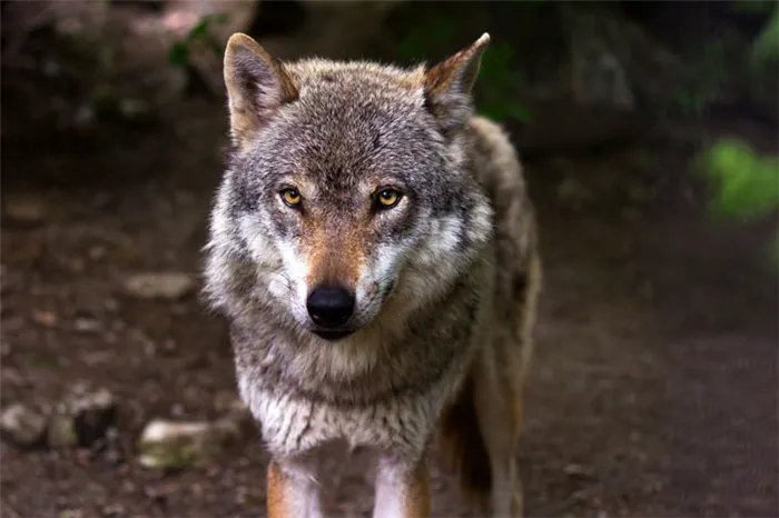 Все о волках: интересные факты и популярные мифы