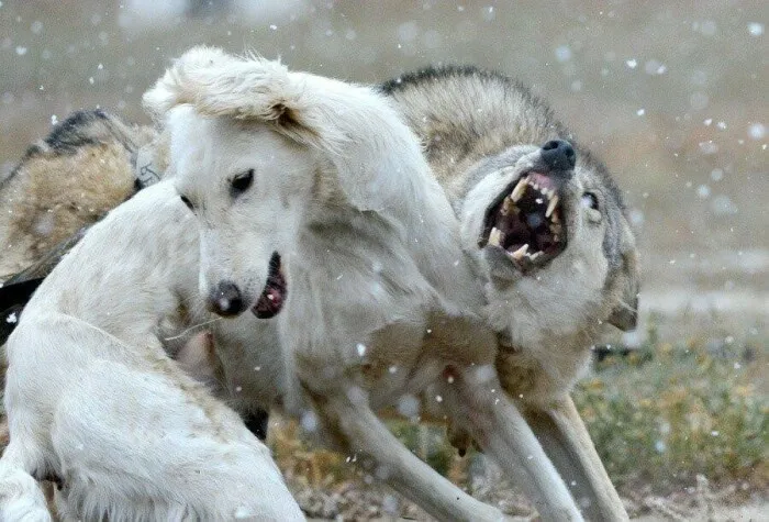 Существует несколько пород, которые могут справиться с такими сильными врагами, как волки / Фото: m.fishki.net