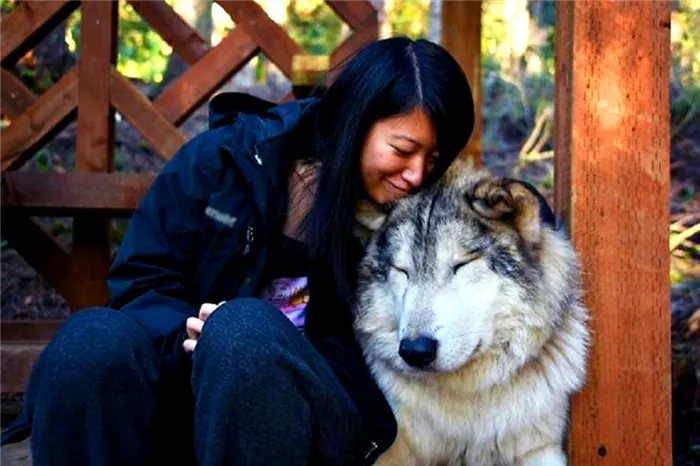 Волки в заповеднике Анакортес в США известны своим дружелюбием.