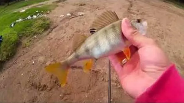 Как ловить рыбу без удочки 1
