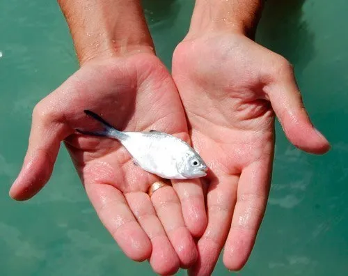 Поймать живую рыбу руками. Рыба с руками. Рыбка ладошкой. Рыбка в руках. Рыба с ладошку.