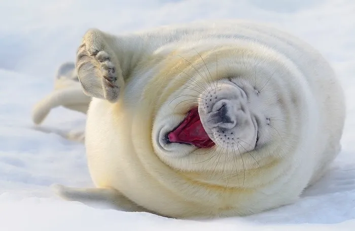 тюлень, смех, хохот, снег, лед
