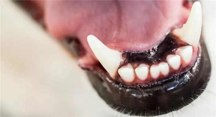 возраст собаки по зубам